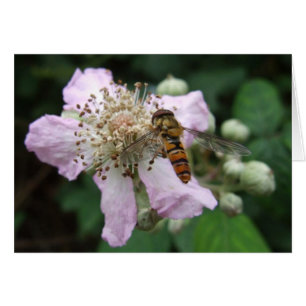Hoverfly Card
