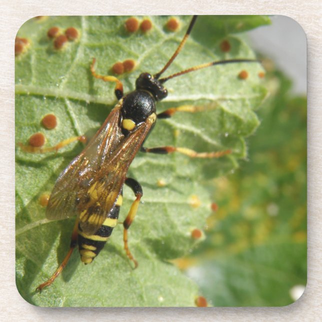 Hoverfly Cork Coaster (Front)