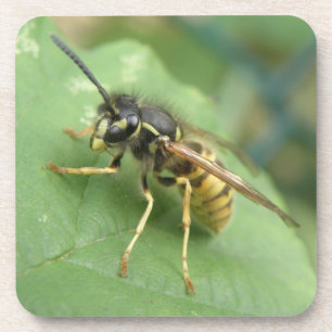 Hoverfly Macro Coaster