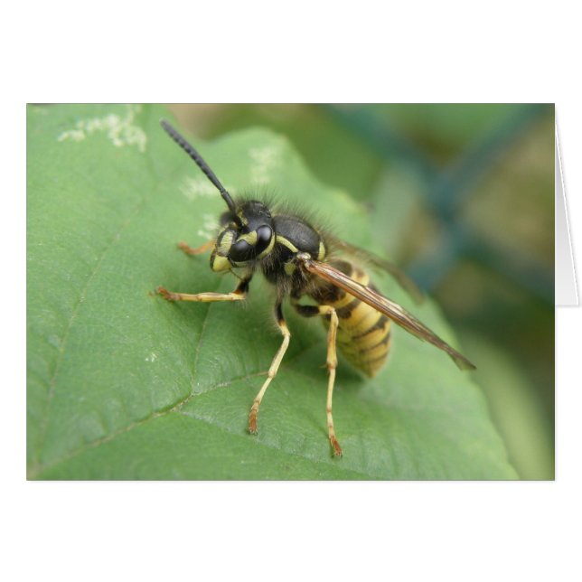 Hoverfly Macro Greeting Card (Front Horizontal)
