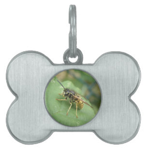 Hoverfly Macro Pet Tag