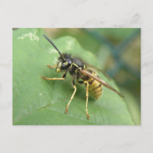 Hoverfly Macro Postcard