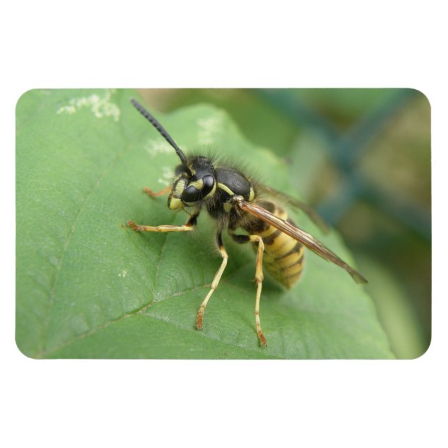 Hoverfly Macro Premium Magnet (Horizontal)