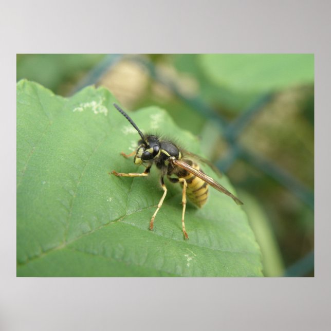 Hoverfly Macro Print (Front)