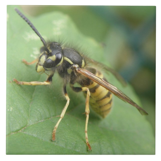Hoverfly Macro Tile (Front)