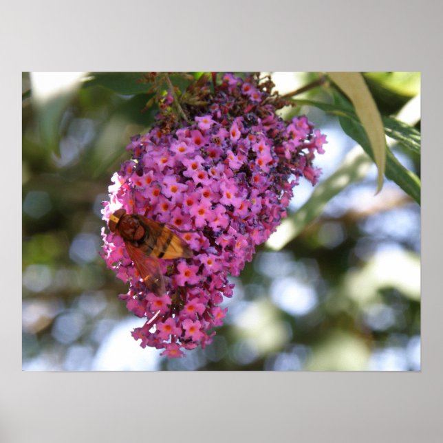 Hoverfly on a Buddleia Print (Front)