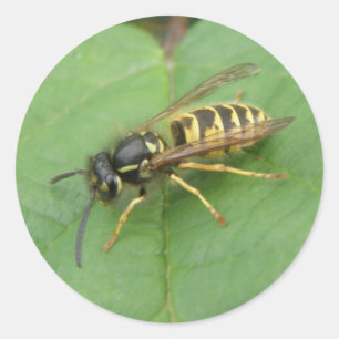 Hoverfly on a Leaf Stickers