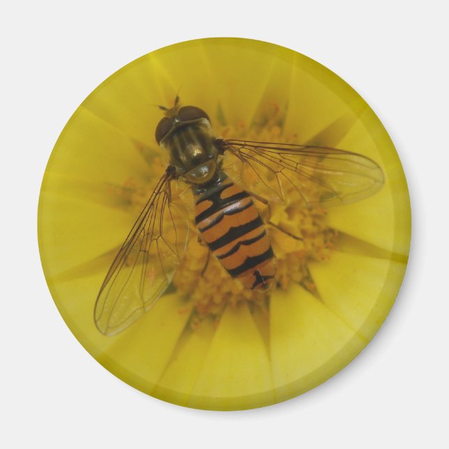 Hoverfly on a Marigold Magnet (Front)