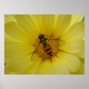 Hoverfly on a Marigold Print