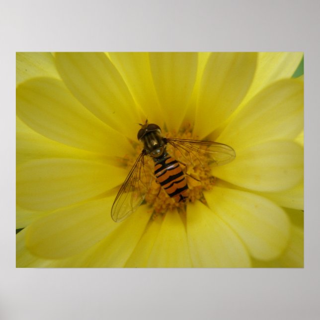 Hoverfly on a Marigold Print (Front)