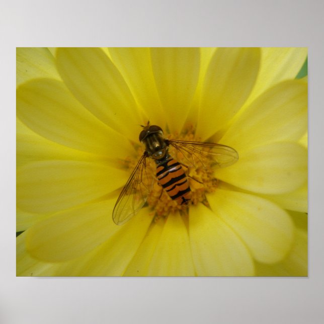 Hoverfly on a Marigold Print (Front)