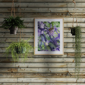 Hoverfly on Purple Eryngium Thistle Flower  Photo Print