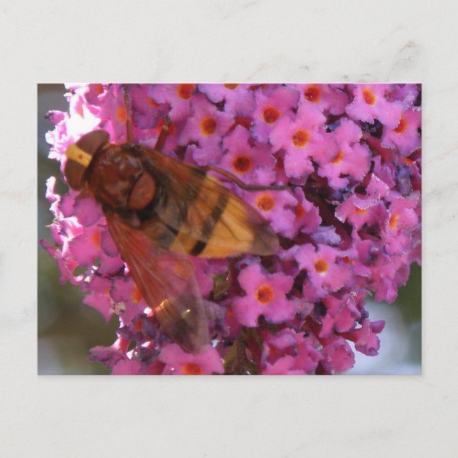 Hoverfly Postcard (Front)