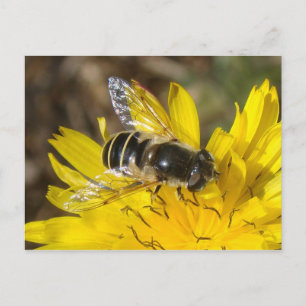 Hoverfly Postcard