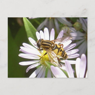 Hoverfly Postcard - Helophilus