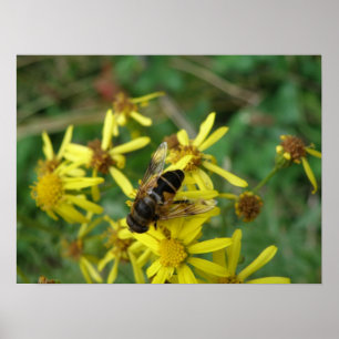 Hoverfly Print