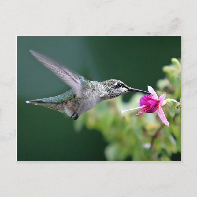 Hovering Hummingbird Postcard (Front)