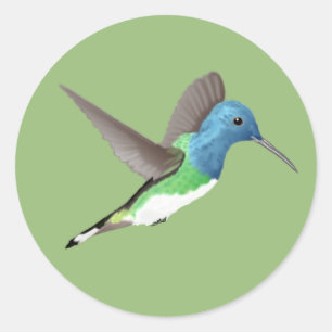 Hovering Jacobin Hummingbird - transparent. Classic Round Sticker
