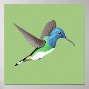 Hovering Jacobin Hummingbird - transparent.   Poster