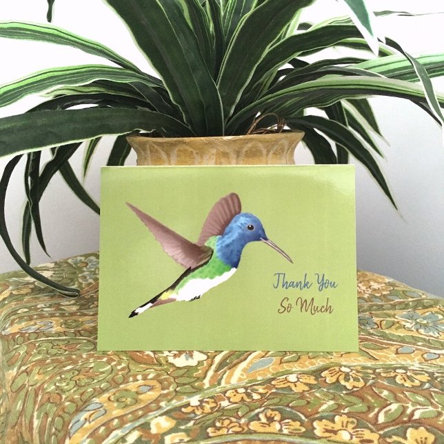 Hovering Jacobin Hummingbird - transparent. Thank You Card (Creator Uploaded)