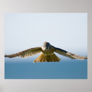 Hovering Kestrel Poster