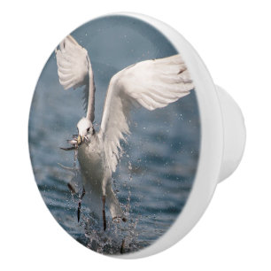 Hovering Kittiwake Ceramic Knob
