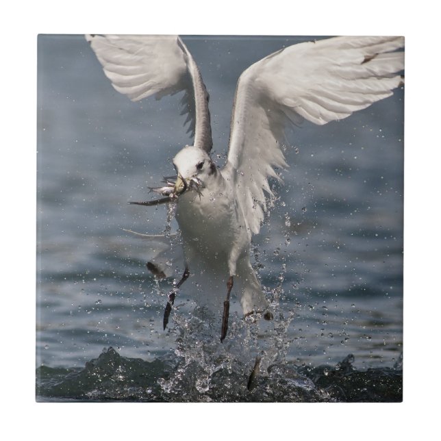 Hovering Kittiwake Ceramic Tile (Front)