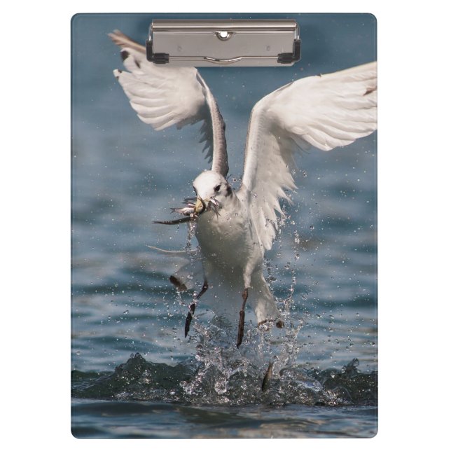 Hovering Kittiwake Clipboard (Front)