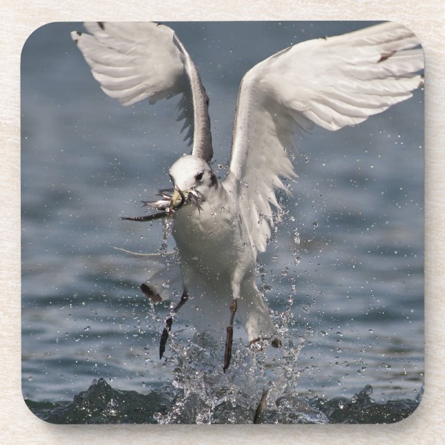 Hovering Kittiwake Coaster (Front)