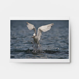 Hovering Kittiwake Envelope