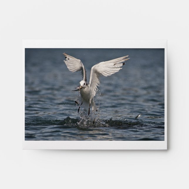 Hovering Kittiwake Envelope (Front)