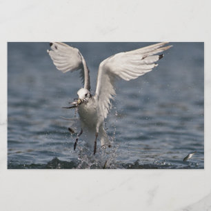 Hovering Kittiwake Stationery