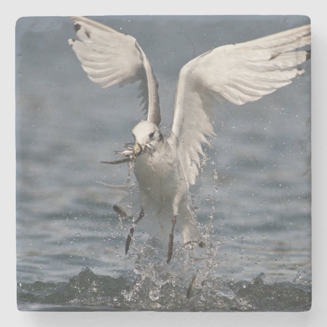Hovering Kittiwake Stone Coaster (Front)