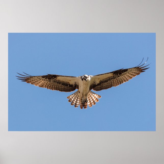 Hovering Osprey Poster (Front)