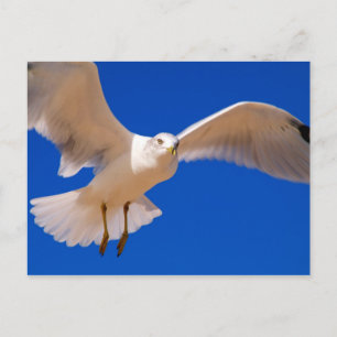 Hovering Postcard