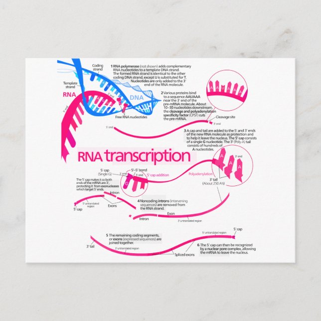 How mRNA is Created in a Nucleus Diagram Postcard (Front)
