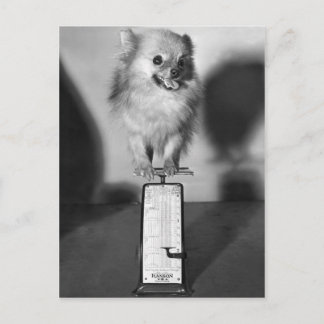 How Much Do I Weigh? Postcard