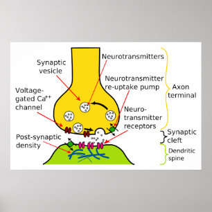 How Nerve Signals Are Sent With Synapses Diagram Poster