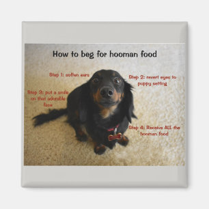 How to beg Funny Dog Magnet