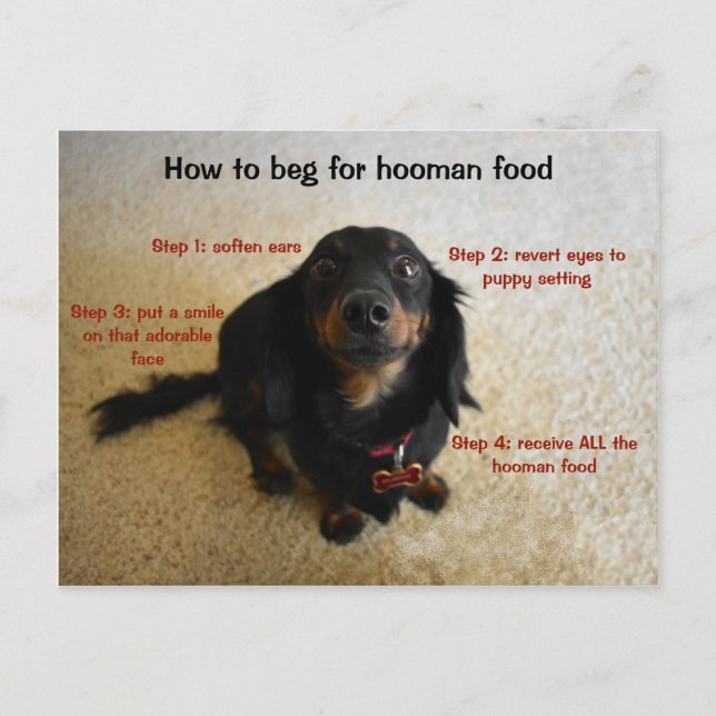 How to beg Funny Dog Postcard (Front)