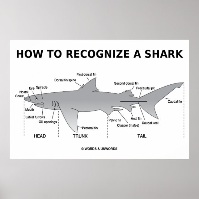 How To Recognise A Shark (Biology Humour) Poster (Front)