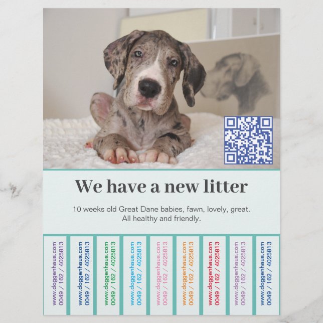 How to sell Dane puppies colored flyers (Front)