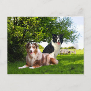 "Howdy & Buckeroo" Postcard