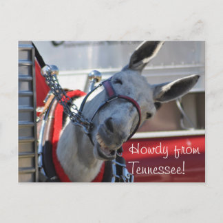 Howdy from Tennessee Mule Postcard