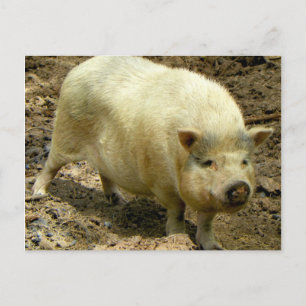 Howdy Hog Postcard