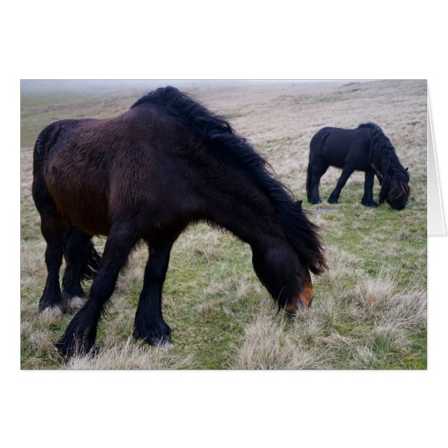 Howgillhounds Fell Ponies (Front Horizontal)
