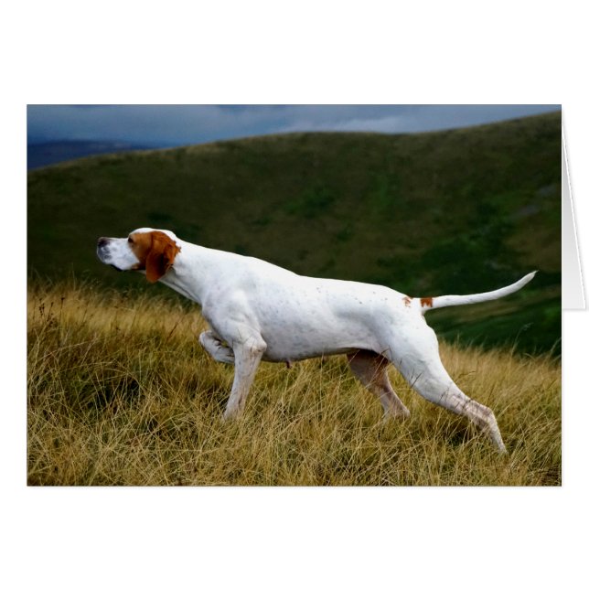 Howgillhounds Pointer working (Front Horizontal)