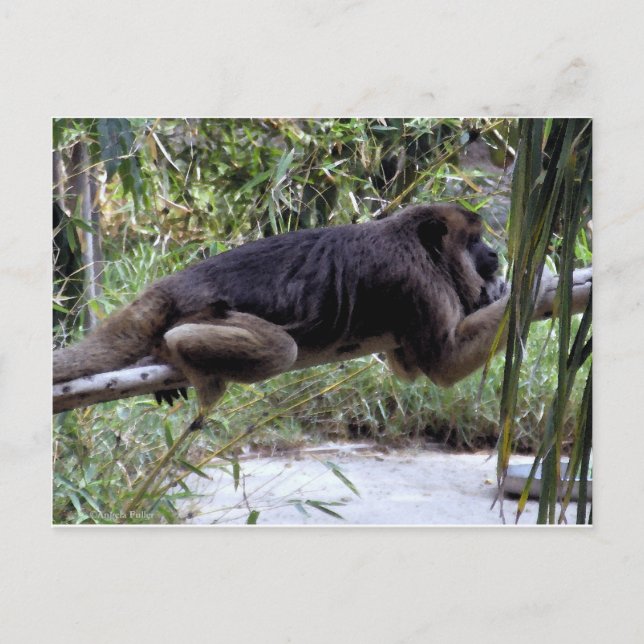Howler Monkey Hangout Postcard (Front)