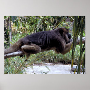 Howler Monkey Hangout Poster