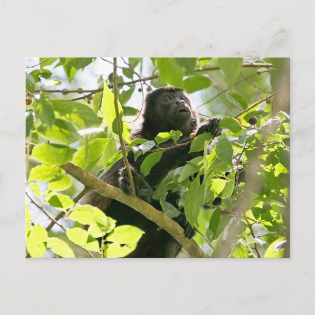 Howler Monkey in the Jungle Photo Postcard (Front)
